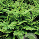 Pteridium aquilinum GM P9