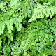 Adiantum venustum GM P9