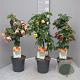 Abutilon hybridum 80 cm 3,0L stam