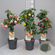 Abutilon hybridum 80 cm 3,0L stam