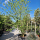 Acer buergerianum 350-400 cm container meerstammig extra