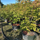 Acer japonicum 'Aconitifolium' 150-175 cm cont. 90L meerstammig