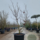 Acer japonicum 'Aconitifolium' 175-200 cm cont. 90L meerstammig