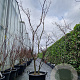 Acer japonicum 'Aconitifolium' 200-250 cm cont. 65L meerstammig
