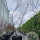Acer japonicum 'Aconitifolium' 200-250 cm cont. 70L meerstammig