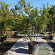 Acer palmatum 250-300 cm container meerstammig