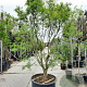 Acer palmatum 300-350 cm container meerstammig struik