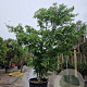 Acer palmatum 300-350 cm container solitair