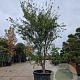 Acer palmatum 300-350 cm container meerstammig