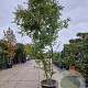 Acer palmatum 350-400 cm container meerstammig