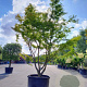 Acer palmatum 450-500 cm container solitair