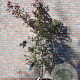 Acer pal. 'Atropurpureum' 150-175 cm 15L