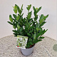 Euonymus japonicus 35-40 cm 2,5L