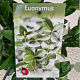 Euonymus japonicus 35-40 cm 2,5L