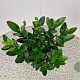 Euonymus japonicus 35-40 cm 2,5L