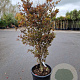 Acer pal. 'Bloodgood' 100-125 cm 30L