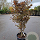 Acer pal. 'Bloodgood' 100-125 cm 30L