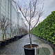 Acer pal. 'Bloodgood' 125-150 cm cont. 65L meerstammig