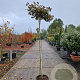 Acer pal. 'Bloodgood' 180 cm stam container 6-8