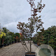 Acer pal. 'Bloodgood' 300-350 cm container solitair