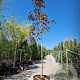 Acer plat. 'Crimson King' 200 cm stam container 16-18 leiboom