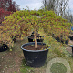 Acer pal. 'Dissectum' 100 cm stam container kroon 80-100