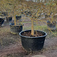 Acer pal. 'Dissectum' 60 cm stam container