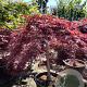 Acer pal. 'Garnet' 100 cm stam container kroon 100-125