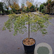 Acer pal. 'Garnet' 150 cm stam container kroon 80-100