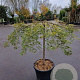 Acer pal. 'Garnet' 150 cm stam container kroon 80-100