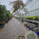 Acer pal. 'Garnet' 160 cm stam container kroon 60-80
