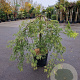 Acer pal. 'Green Lace' 70 cm stam container kroon 80-100