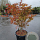 Acer pal. 'Osakazuki' 100-125 cm container multiplateau