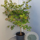 Acer pal. 'Osakazuki' 125-150 cm container 