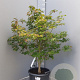 Acer pal. 'Osakazuki' 125-150 cm container 