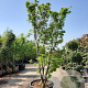 Acer pal. 'Sangokaku' 350-400 cm container meerstammig