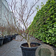 Acer pal. 'Skeeter's Broom' 100-125 cm 45L meerstammig