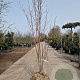 Acer rubrum 175-200 cm draadkluit