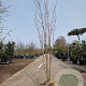 Acer rubrum 200-250 cm draadkluit