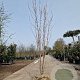 Acer rubrum 250-300 cm draadkluit