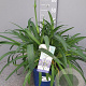 Agapanthus Amourette Superb GM C5