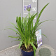 Agapanthus Amourette Superb GM P17