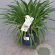 Agapanthus Amourette Superb White GM C5
