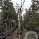 Albizia julibr. Ombrella 200 cm stam container 18-20 leiboom
