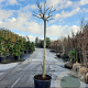 Albizia julibr. Ombrella 200 cm stam container 18-20 leiboom