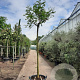 Albizia julibr. Ombrella 200 cm stam container 18-20 leiboom
