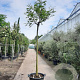 Albizia julibr. Ombrella 200 cm stam container 18-20 leiboom