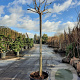 Albizia julibr. Ombrella 200 cm stam container 18-20 leiboom