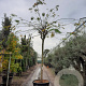 Albizia julibr. Ombrella 200 cm stam container 25-30