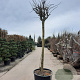 Albizia julibr. Ombrella 200 cm stam container 25-30